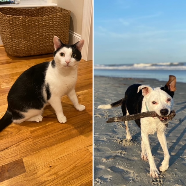 Photo of black and white cat, Chip, and dog, Lucy