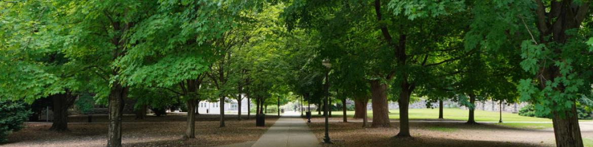 trees behind williams