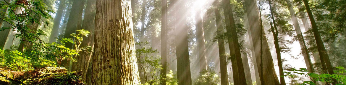 Redwood Forrest